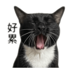陳瞥力 1