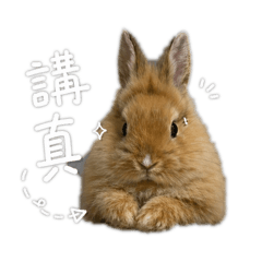 菠蘿油 講真～