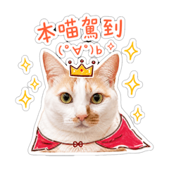 我是Mallow貓