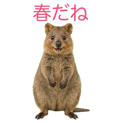 Move sticker_Quokka Wallaby4 Spring