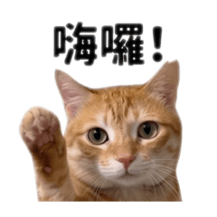 實用的胖咪咪