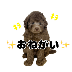 popo_20260509165553
