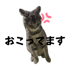 azuki0123_20260509165939