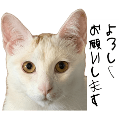 kimi_20260509170928
