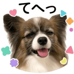 Expressive Papillon Dog Stickers 2