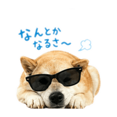 ribbon_SHIBA2