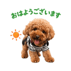 Cute Moko Poodle Daily Stickers