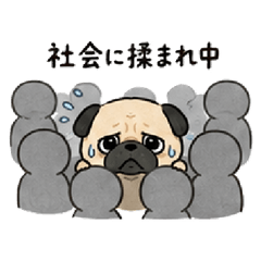Pug, the working dog.