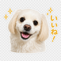White-Pekehund Dog Sticker Vol.2
