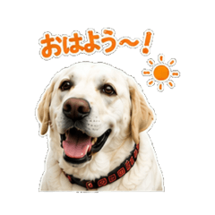 Labrador Short Phrase Stickers 1