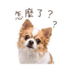 嘟嘟只會吃跟睡