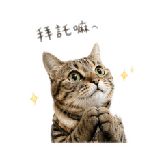 小哈哇 一號