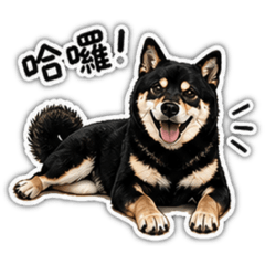 波吉say hi