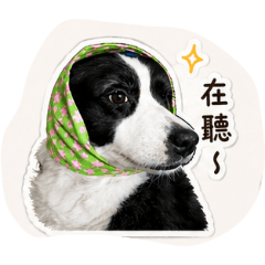 米雅日常