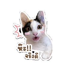 mon_20260430195318