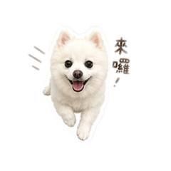 哈囉～我是黃布丁