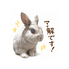 small rabbit 1