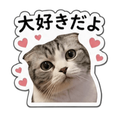 koko_20260509183937