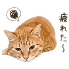 kenzu_2026