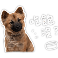 旺財汪汪來