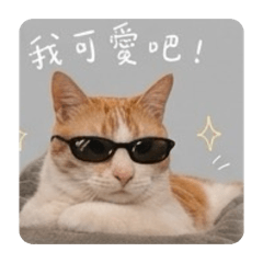 橘柚斑皮的日常