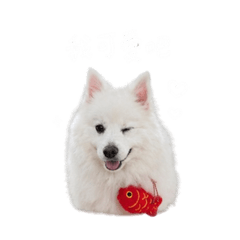 北極熊胖胖