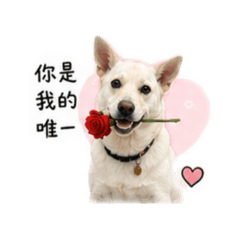 小白寶