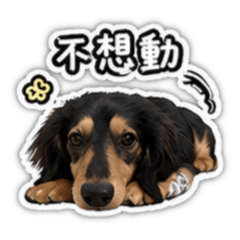 療癒的毛孩摳摳