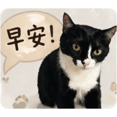 黑賓花 表情包