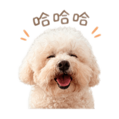 比熊蘇饅頭