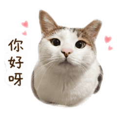 小白Part II
