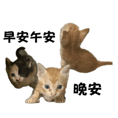 錢大頭