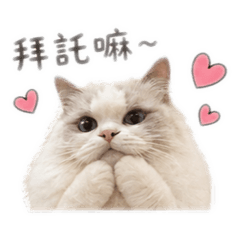 Miu bao
