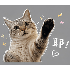 你好！喵打擾一下