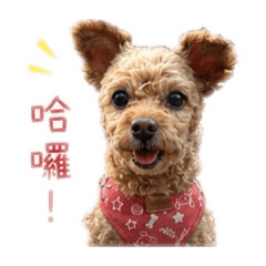 可愛小樂樂寶
