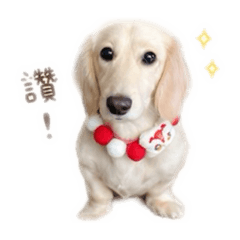 可愛小Much