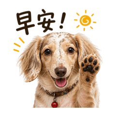 舞寺杉的護衛犬-毛毛篇