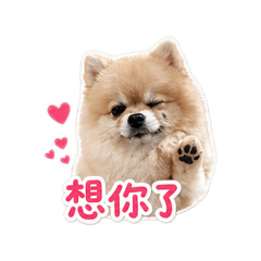 臭寶的日常