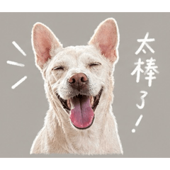陳家小公主lumi