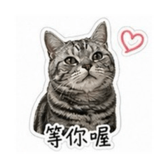 厭世の小胖貓