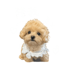 蕎麥小可愛