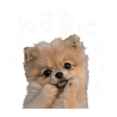 Bobo是隻博美