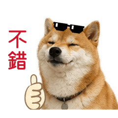 魯魯柴柴