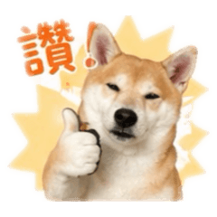 瓦斯桶小多