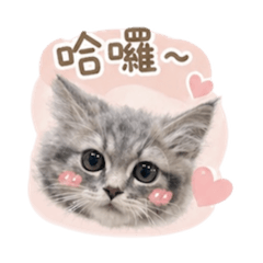 我是豆花❤️