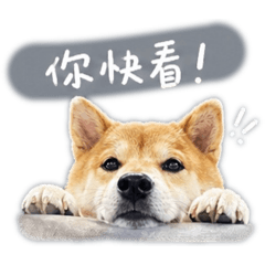 是旺財呀しばいぬ Shiba Inu