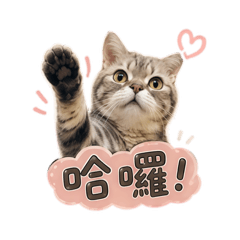 巧克力呀