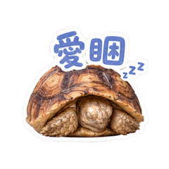 龜龜可愛版貼圖-1