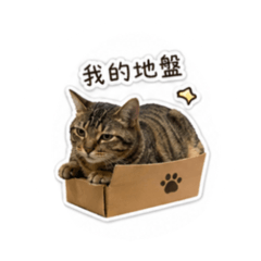 虎斑貓貓貓貓貓貓貓