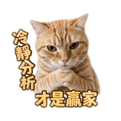 百萬&大漂亮 貓咪投資篇